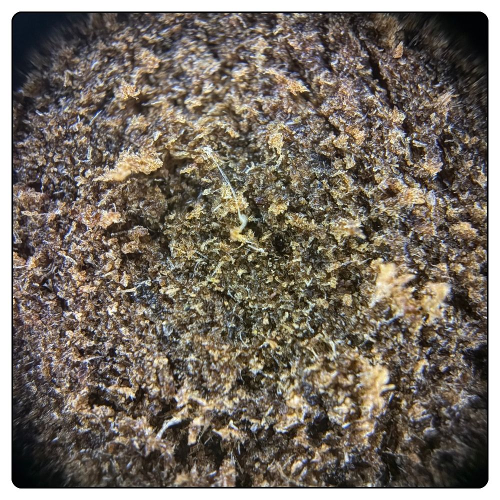 Budder V CBG