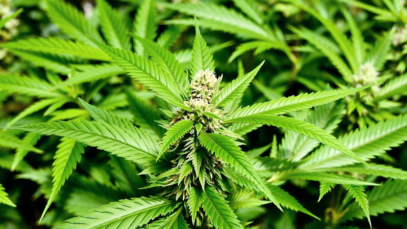 Fleurs de CBD premium