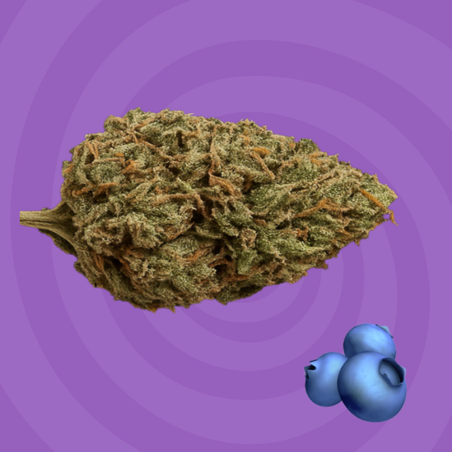 Blueberry