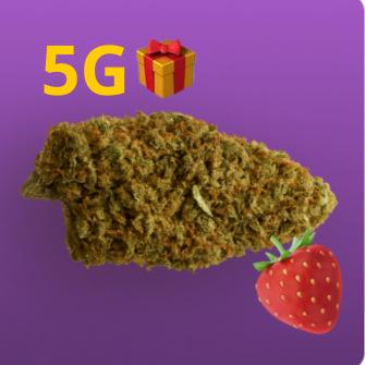 5G Fraise Sauvage 🎁