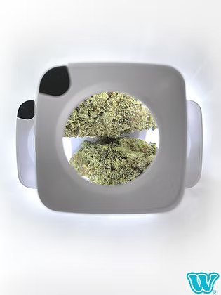 Box Sobeuhlier