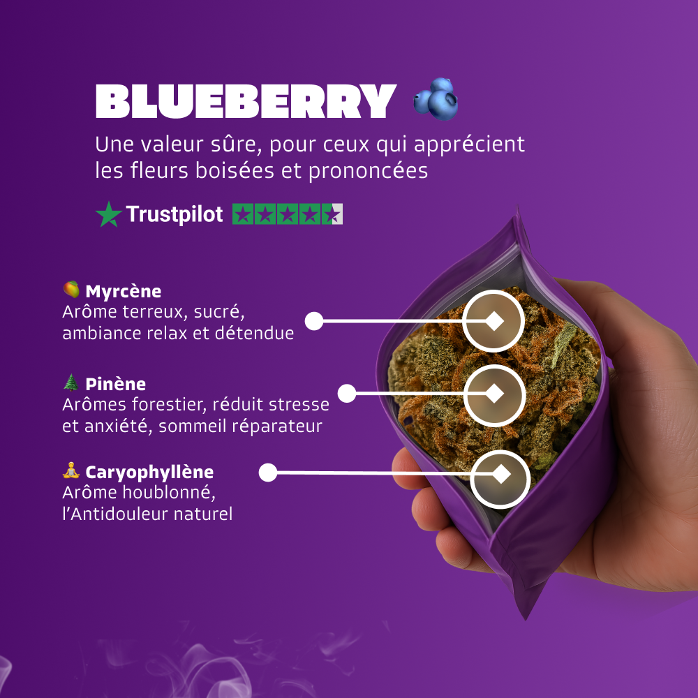 🫐 Blueberry