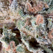 Lemon Mimosa