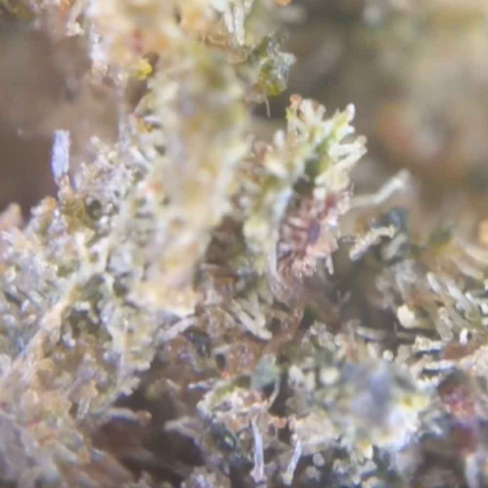 Forbidden Fruit