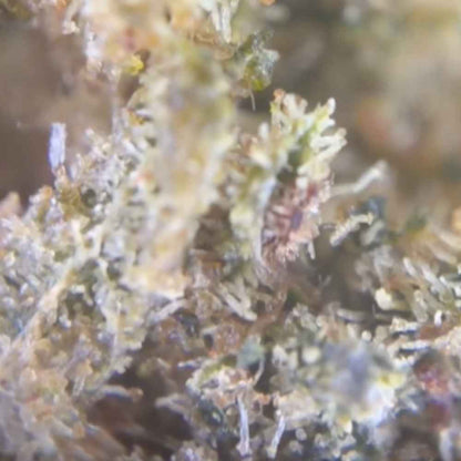 Forbidden Fruit