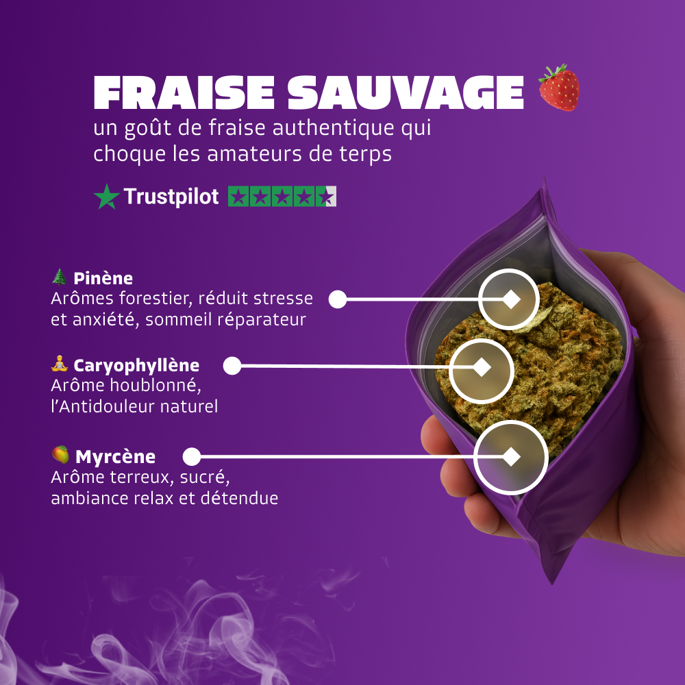 🍓 Fraise Sauvage