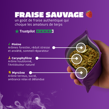 🍓 Fraise Sauvage