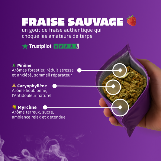🍓 Fraise Sauvage