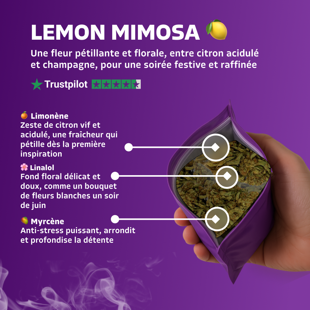 Lemon Mimosa