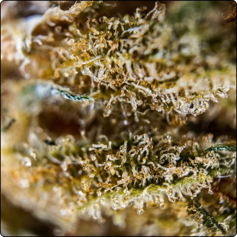 Lemon Mimosa
