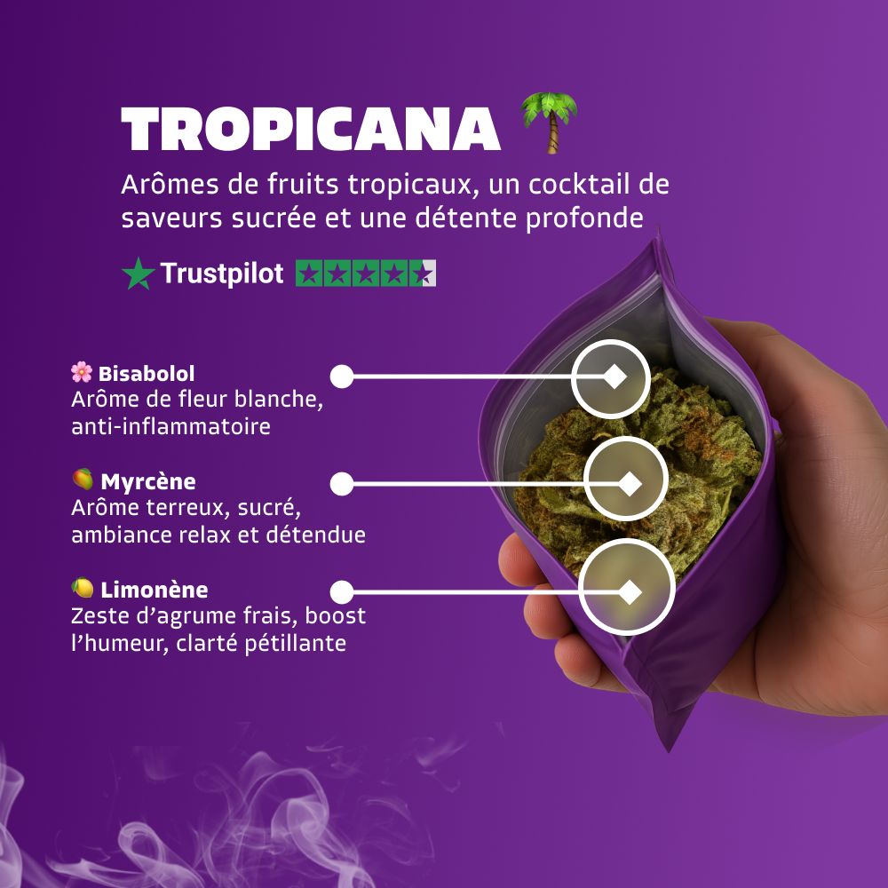 Tropicana 🌴