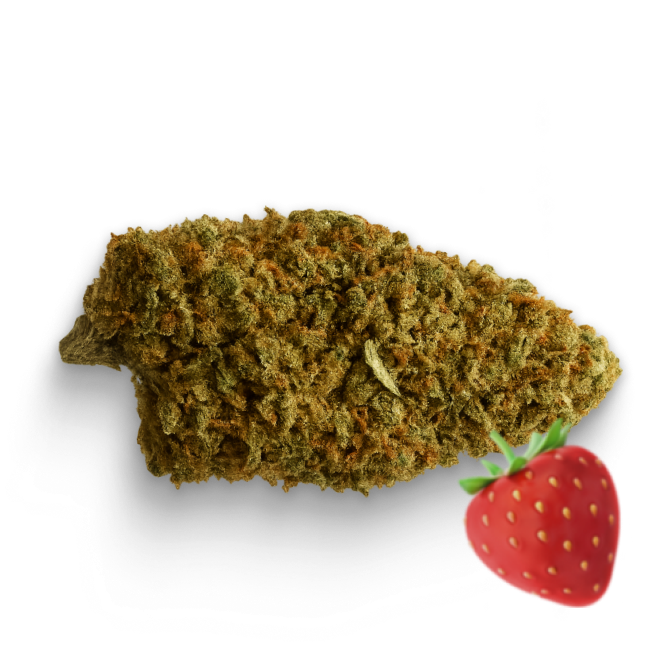 🍓 Fraise Sauvage