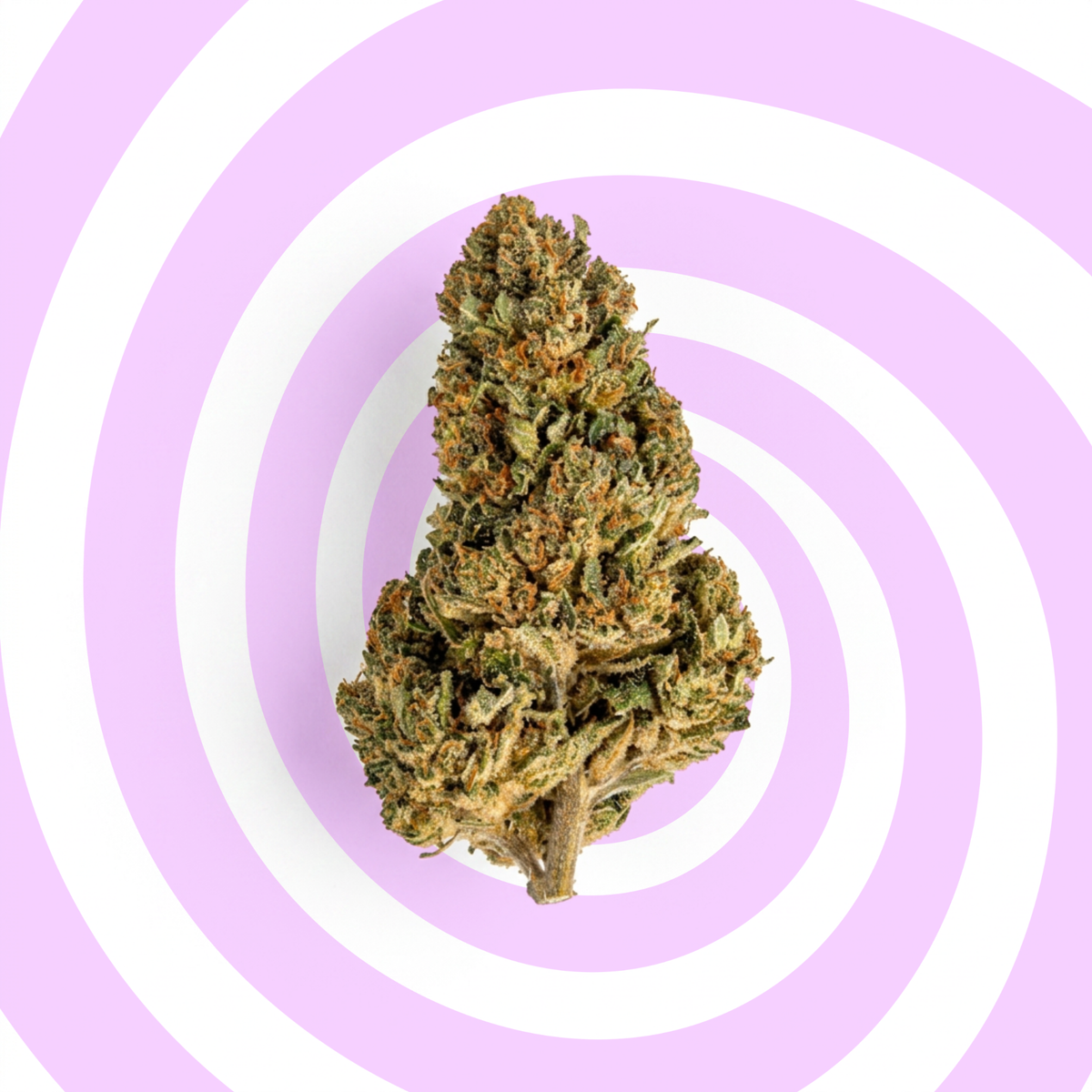 Lemon Mimosa