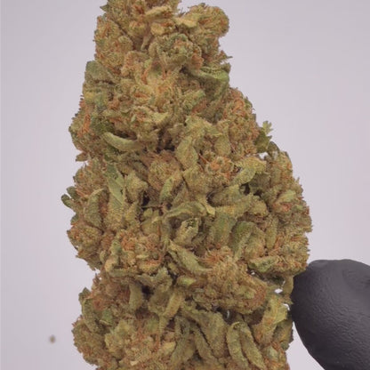 Lemon Mimosa