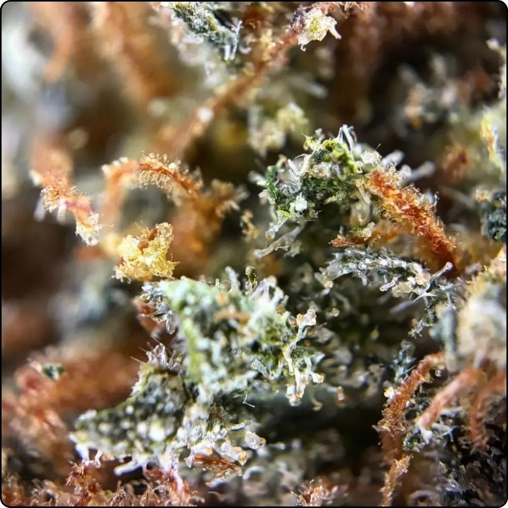 Royal Berry zoom
