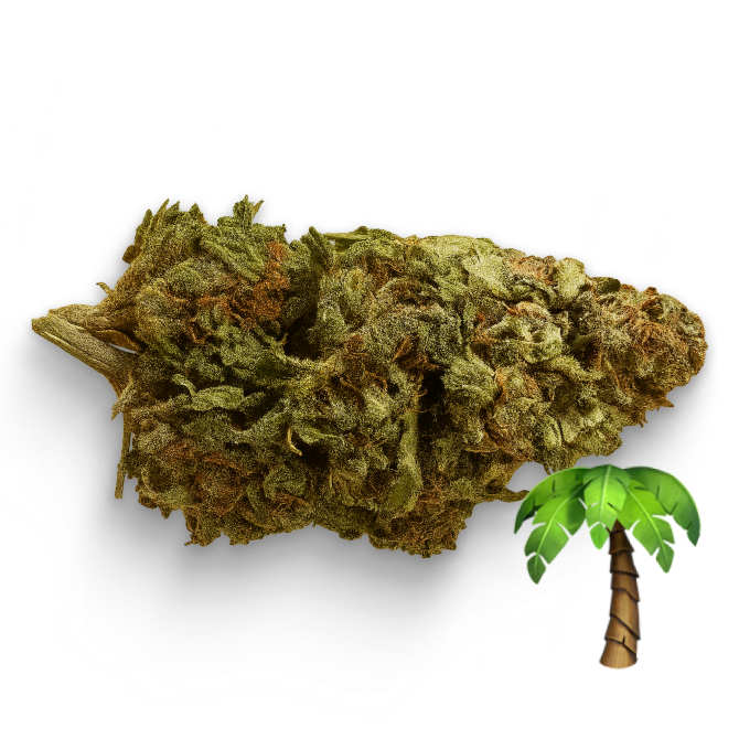 Tropicana 🌴