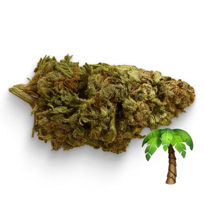 Tropicana 🌴