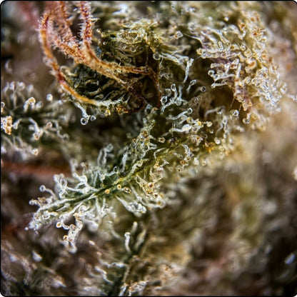 Zenythis zoom